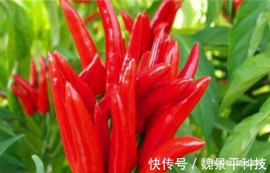 膳食纤维|女性不想子宫“脏脏的”,多吃3种食物,排出毒素,滋养女性子宫