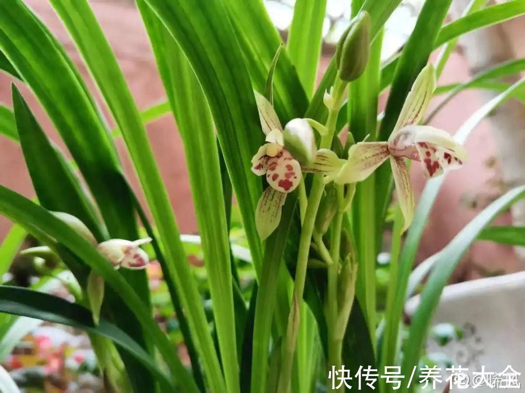 绣球|10种花不怕冷,先别搬进屋,放外面冻一冻,开花更旺