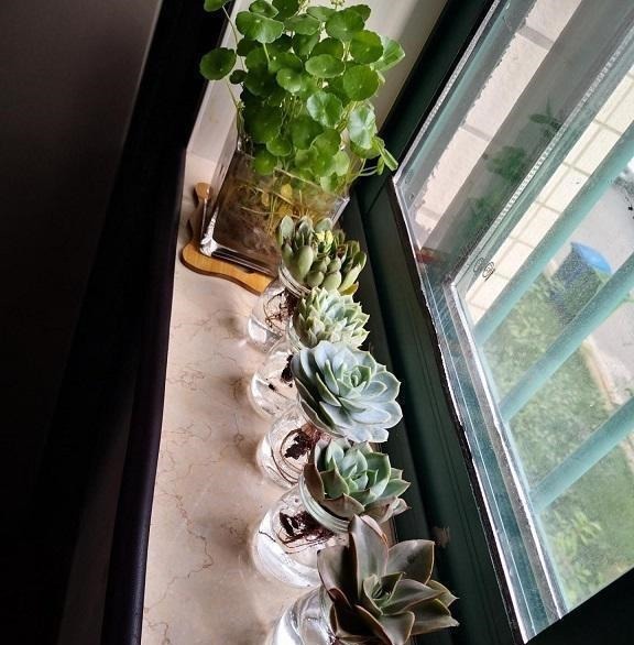 多肉可以不用土养,买几个玻璃瓶,装满水,养多肉很漂亮