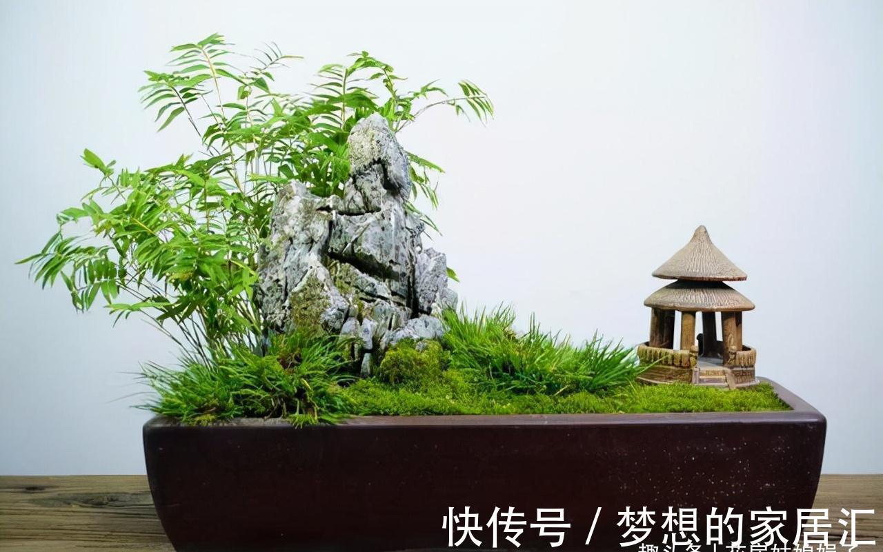 没有院子也能养好竹子,这几种竹子可以做成盆景养在室内