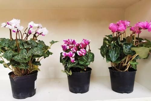 兰花|养花“达人”的“4不”规则,你知道吗?早点落实早受益