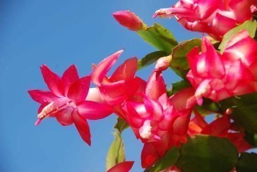 小花|养蟹爪兰这4个千万不能放，很容易黄叶掉蕾，赶紧搬到这2个地方