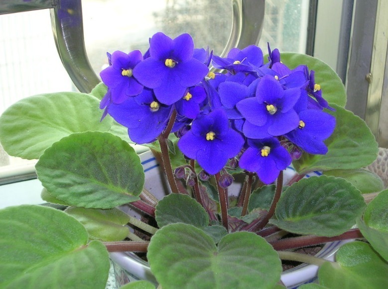 这2种花比月季好看!叶片扦插就成活,半年开花,一年种出20盆!