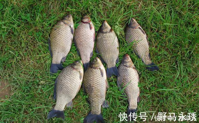 钓友|相同饵料相同线组,只因一把剪刀就多出半数渔获---皇禾钓具