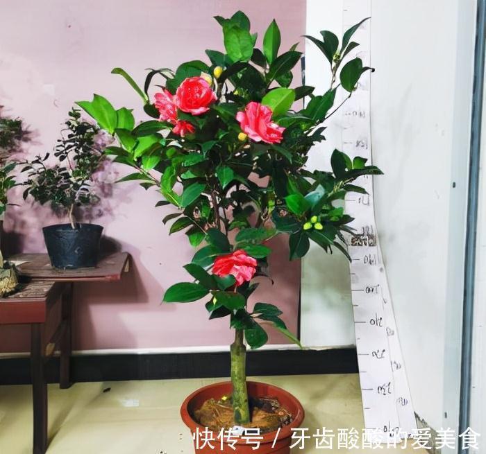 老桩|五种“大老桩”却要小盆养,用对盆,少管多晒更利于生长