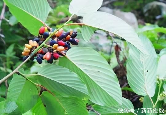 这树价值珍贵,树根更是稀罕物,内含“黄金”,但看见请好好保护