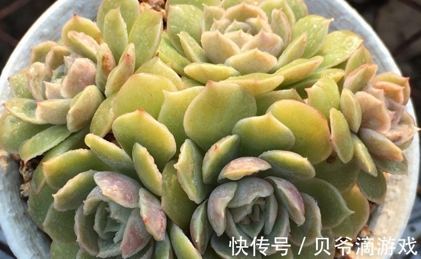 美肉生活的第一步,如何优选多肉,远离选择误区