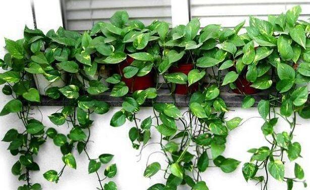 绿萝、发财树蔫了别浇水,浇一盆死一盆,要这样救治