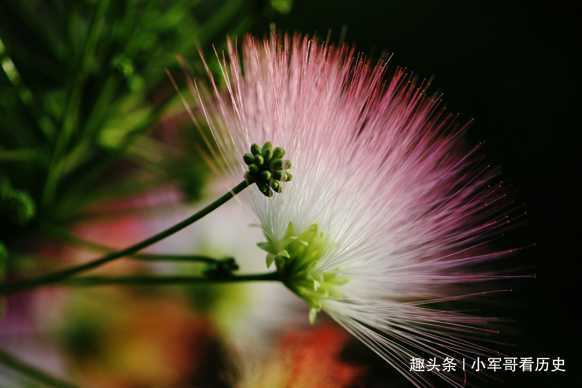 此花是澳大利亚的国花,俏皮华贵,两者相结合,简直是美轮美奂