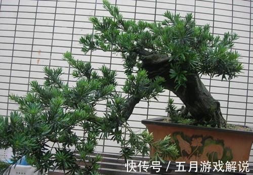 罗汉松|7种树“进宅”,旺财镇宅,延绵百年,家里有地方,一定养一棵