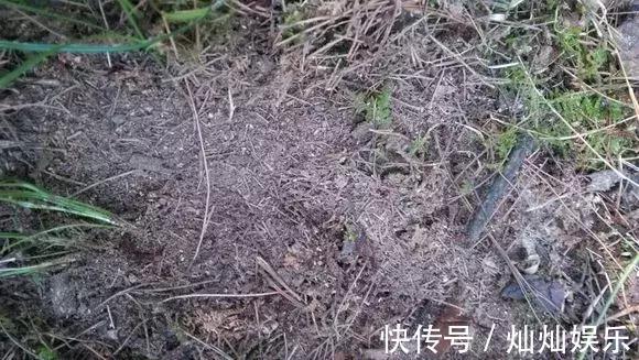 花土|2种土到处有,挖一点养花特别好,疏松透气肥力足,还不烂根!