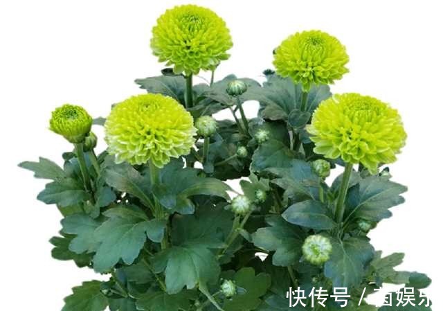 用上这几招,养什么花都枝叶翠绿,花开爆盆