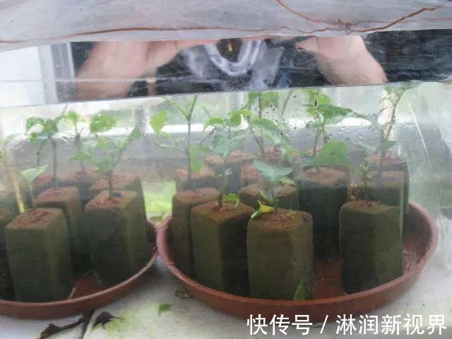 生根|月季、三角梅不生根剪1块海绵捂一捂,2周冒白根,长势喜人
