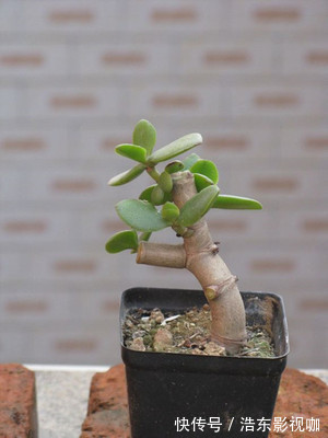 养花|养玉树“盆景”，记住“8字口诀”，2年变“老桩”，价格翻2倍