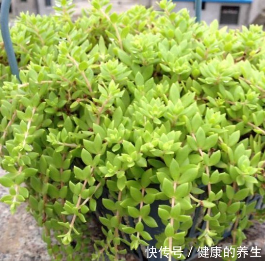 河边一“野草”，栽进花盆中，2个月爆盆，长大就成“心肝宝贝”！