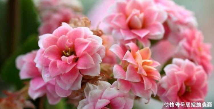 家养这些植物,阳台开出花海,开花美长势旺,黄绿交辉,内敛美