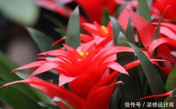 桂花|有钱人家中养花特讲究,就只养此4种花,难怪好运直上不停