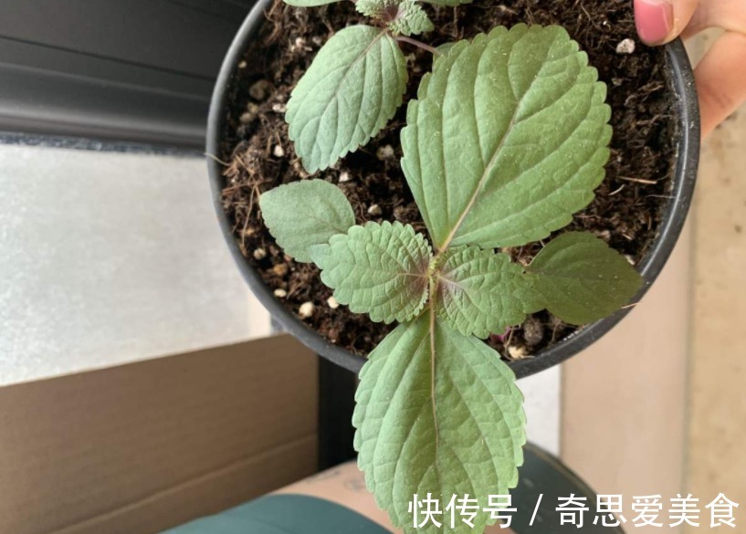 盆栽|这3种常见植物最懂得“感恩”，人养着它，它则守护着主人的健康