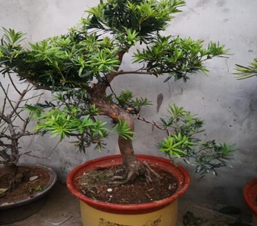 过时|有情怀的人,家里少不了3种盆景,养30年不过时