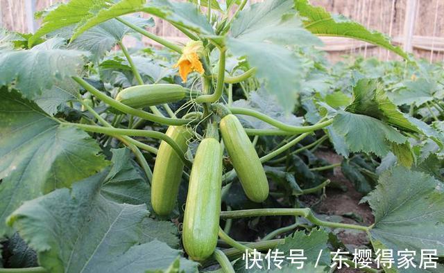 女生|让女生越吃越瘦的4种主食替代品，好吃还不怕胖，增加你的幸福感