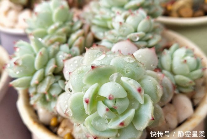 北阳台养花,选对植物,也能造个小花园