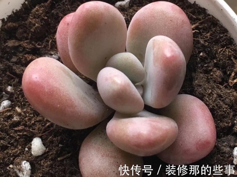 多肉植物里的“仙女”桃蛋，居家盆栽，该注意什么地方？