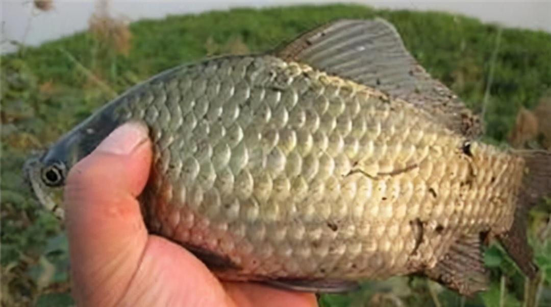 冬季钓鲫鱼,打窝的这四个细节做到位,连杆中鲫鱼,个头还不小