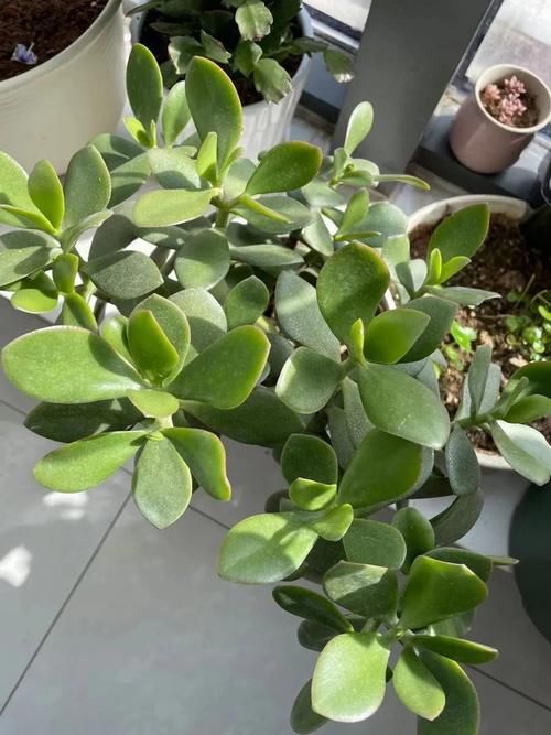 这5款花，不怕不浇水，就怕浇水多，特别适合懒人！