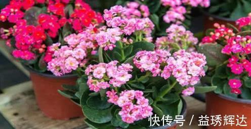 家里买菜的塑料袋别再丢了，用来养长寿花，憋出层叠群花！