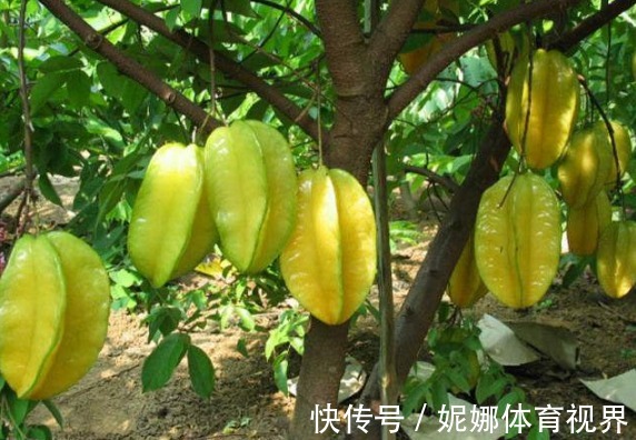 树势|杨桃保护肝脏、降低血糖，农民掌握种植要点，收获吃不完的杨桃