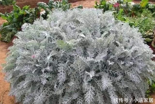 植物|圣诞节快到了,高冷气质的银叶菊养起来,高冷的气质非常有品质