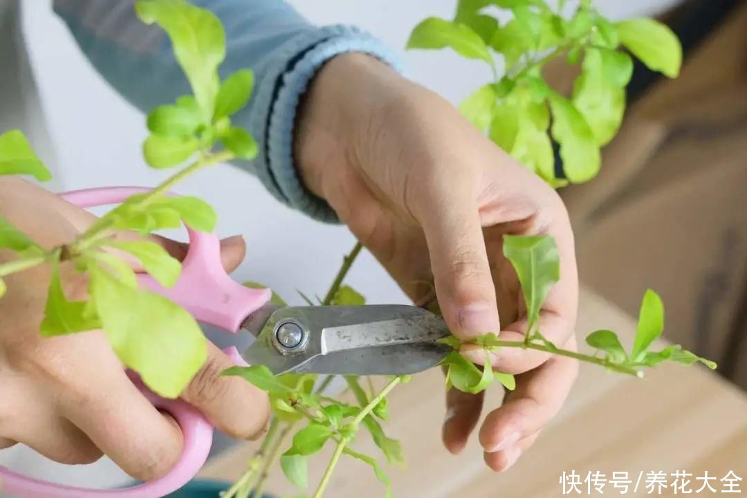 7种“落地生根”花，春天多插几棵，成活率特别高