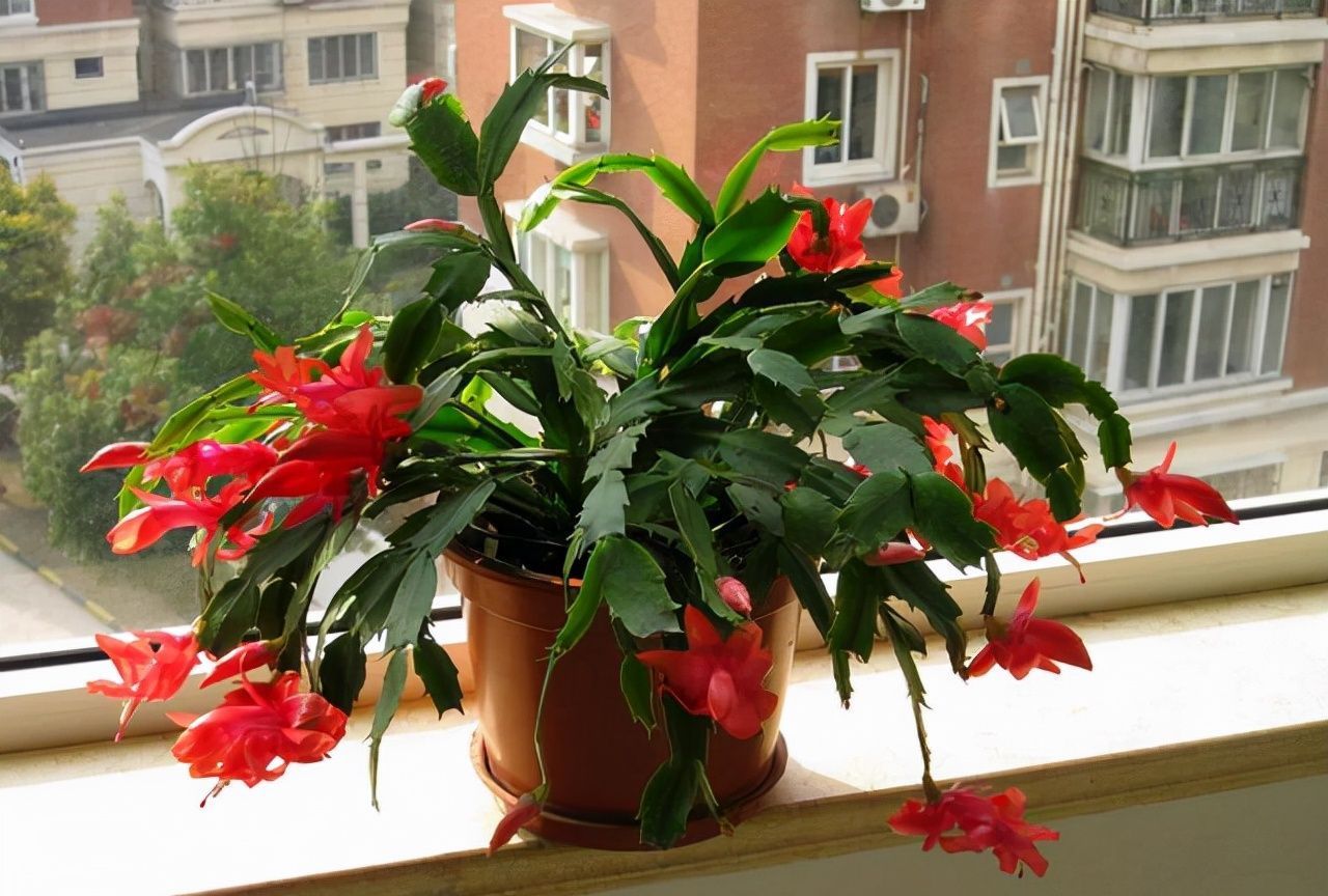 冬末养蟹爪兰,“三位置”灌点水,新芽咕噜冒,一次绽放上万朵