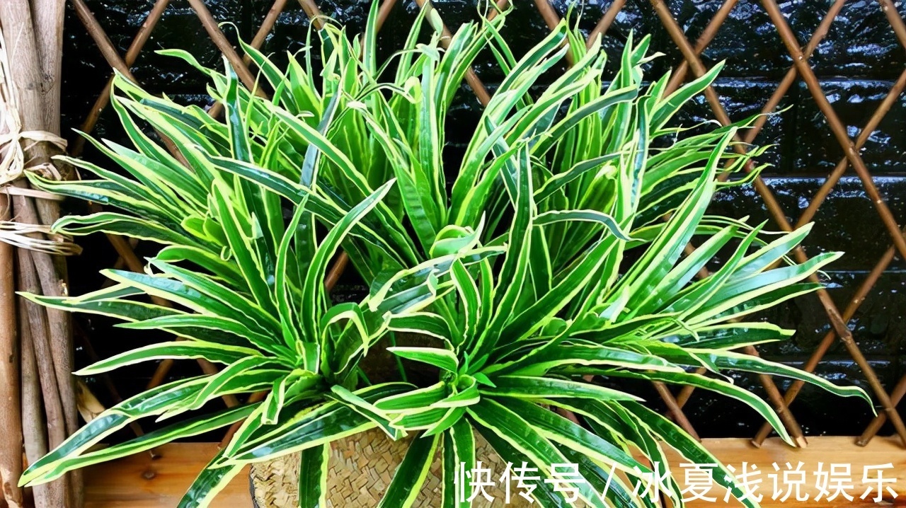 怕水多的“11种花”,家里若有管住手,养不好都是因为太勤了