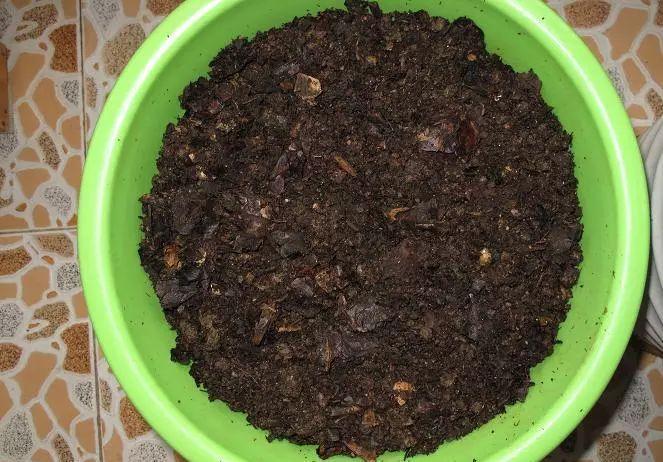 拿它一捂,长寿蟹爪兰嗖嗖冒花苞,多肉呼呼胖三圈