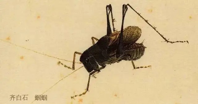 蝈蝈$国画技法图典——草虫篇:蝗虫 蚂蚱 蝈蝈 螽斯 螳螂 蟋蟀