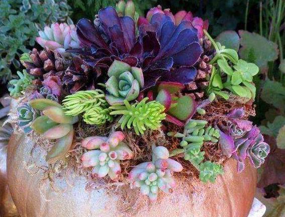 天热多肉叶子发蔫、打卷学会4招，越长越美，精神百倍