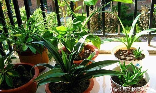 王大伯养花不施肥,反而给花吃“农作物”吃完植株蹭蹭长!