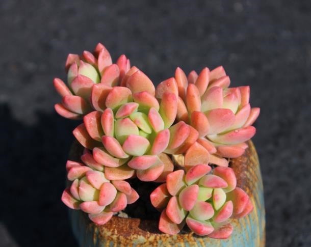 新手|3种花盆遇到带回家,养护多肉事半功倍,新手也能养出好状态