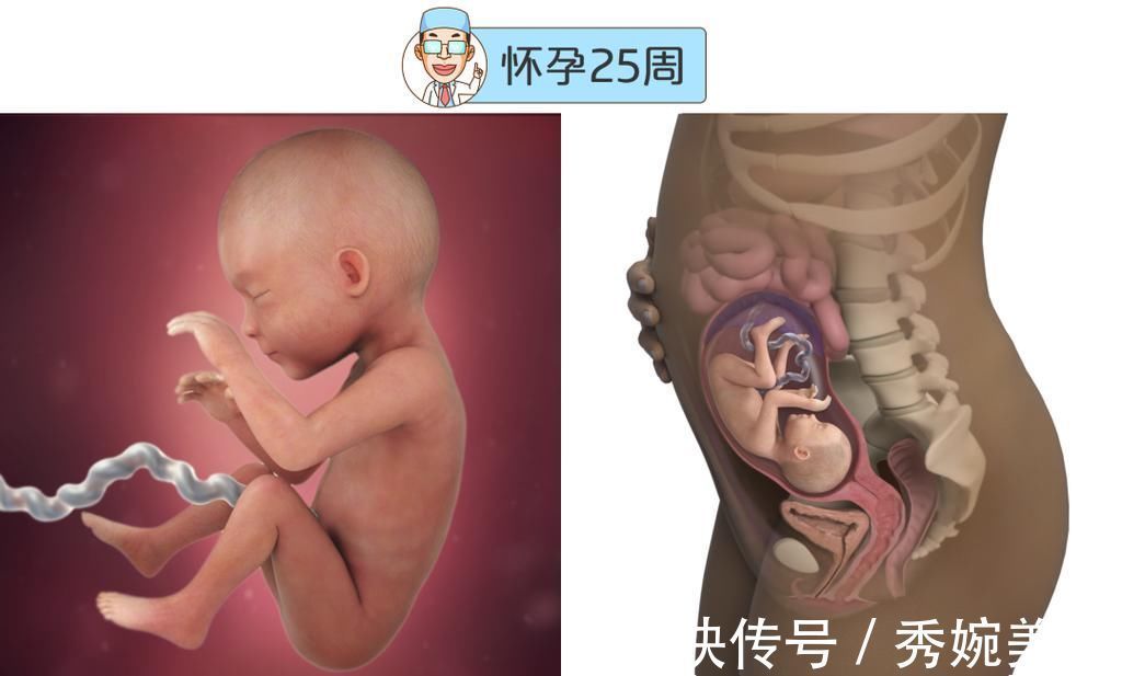 怀孕|最全的怀孕周期图鉴,感受从受精卵到婴儿的神奇变化!