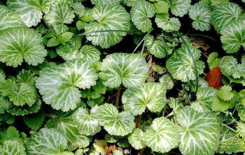 6种耐阴花，好养又好看，弱光照样长势好，室内生机勃勃！