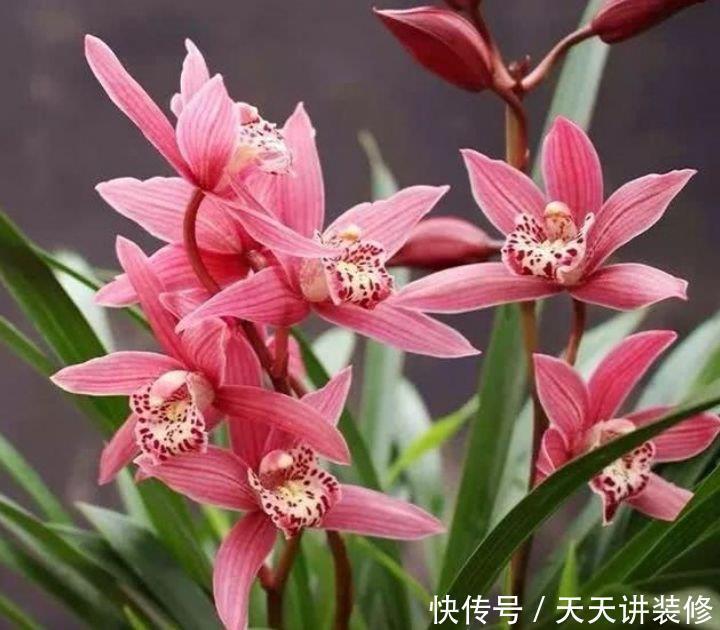 4种花好养漂亮又便宜,要型有型,要香有香,花开富贵