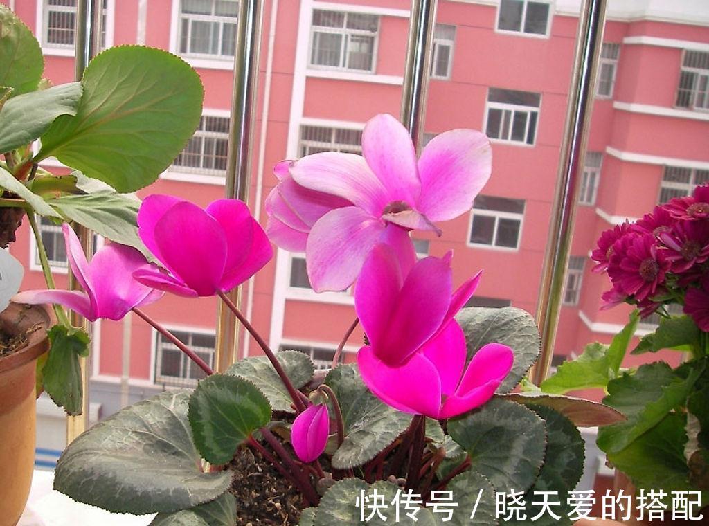 适合十月养的“14种花”，成活率高，能早日开花，喜欢别错过