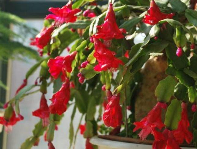 蟹爪兰“剪一剪”,花芽又能“蹿满枝”,半月不到,开成花瀑布