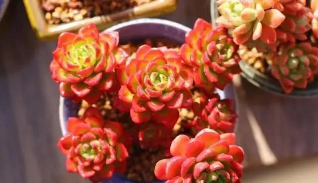 多肉植物|李大姐养多肉10多年,总结6个好品种,新手也能养成“漂亮老桩”