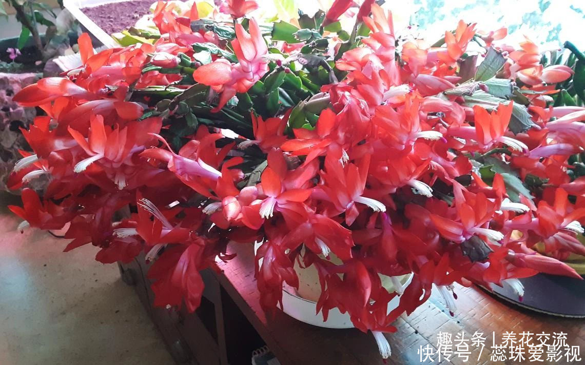 叶子|养盆栽蟹爪兰掌握10点就足够,看完就知道为啥叶子干瘪、不开花