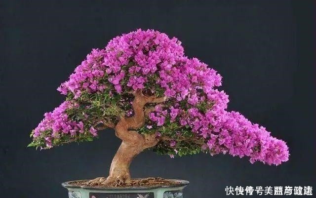 紫藤|4种花养成老桩,价格能翻好几倍,开花也更多!