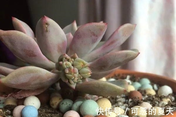 长寿开花变异了,十年都见不到一次,真稀罕