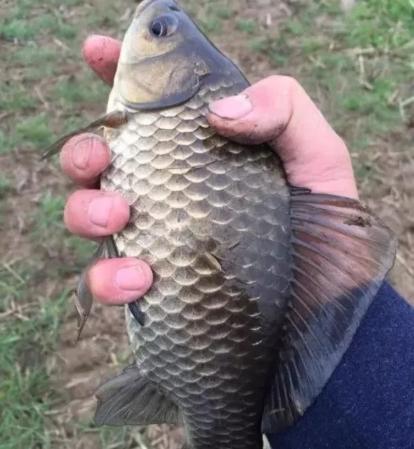 冬钓深？钓浅？这几个实战经历，能让你的冬钓技巧提升2个档次