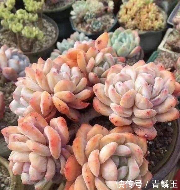 几款大众多肉,适合新手,春天可以入手,放在露台很快出状态